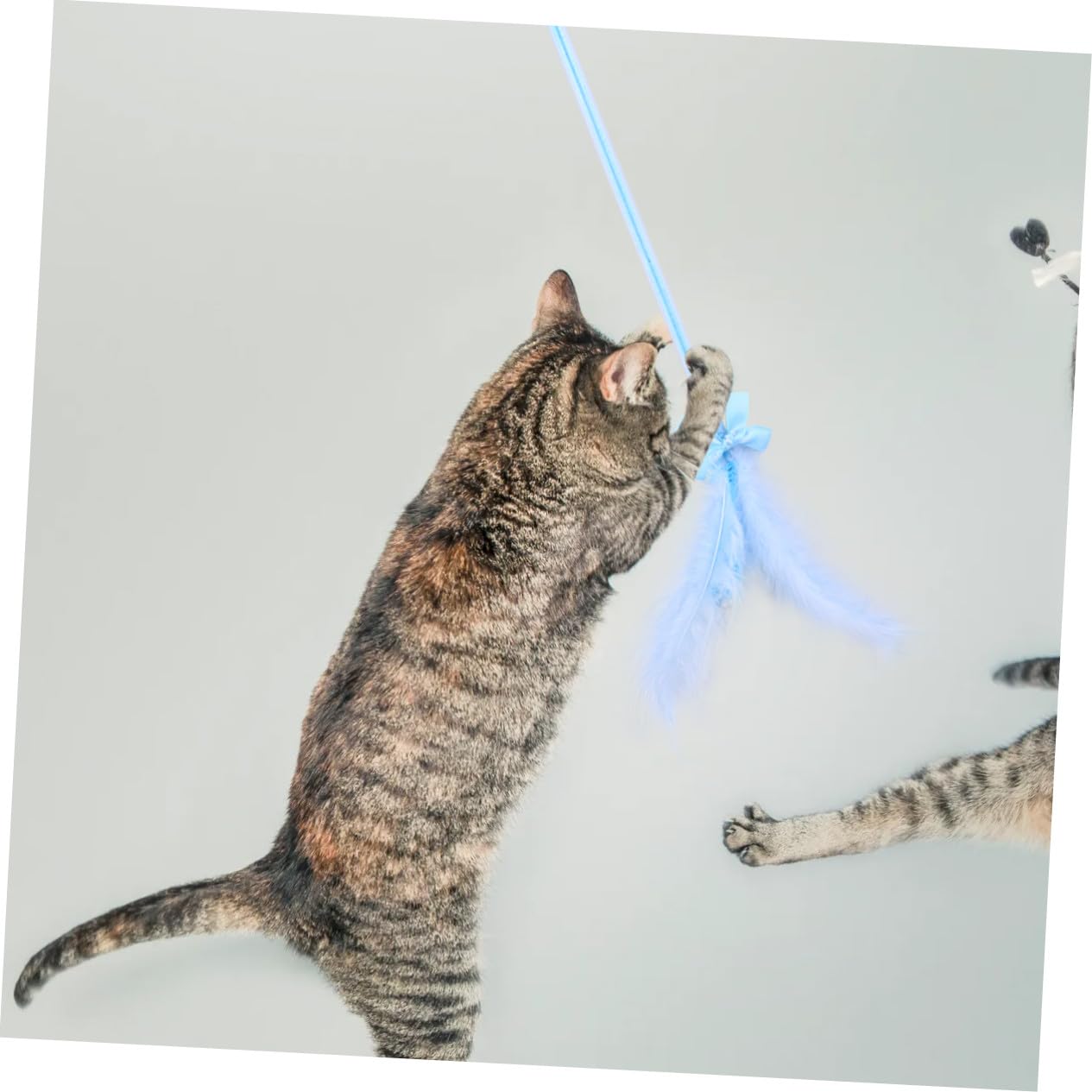 Beavorty 9pièces Jouets pour Chat avec Plumes Et Clochettes De pour Accessoires Et Amusants pour Animal