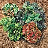 Park Seed Lettuce Salad Mix Edible Plant Seeds – Easy to Grow Heat-Tolerant Blend with Butterhead, Romaine...