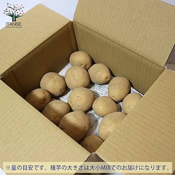 じゃがいも　種芋 デジマ　20kg　証票付き 種芋】デジマ20個セット！ 食味良好❣万能じゃが 秋の