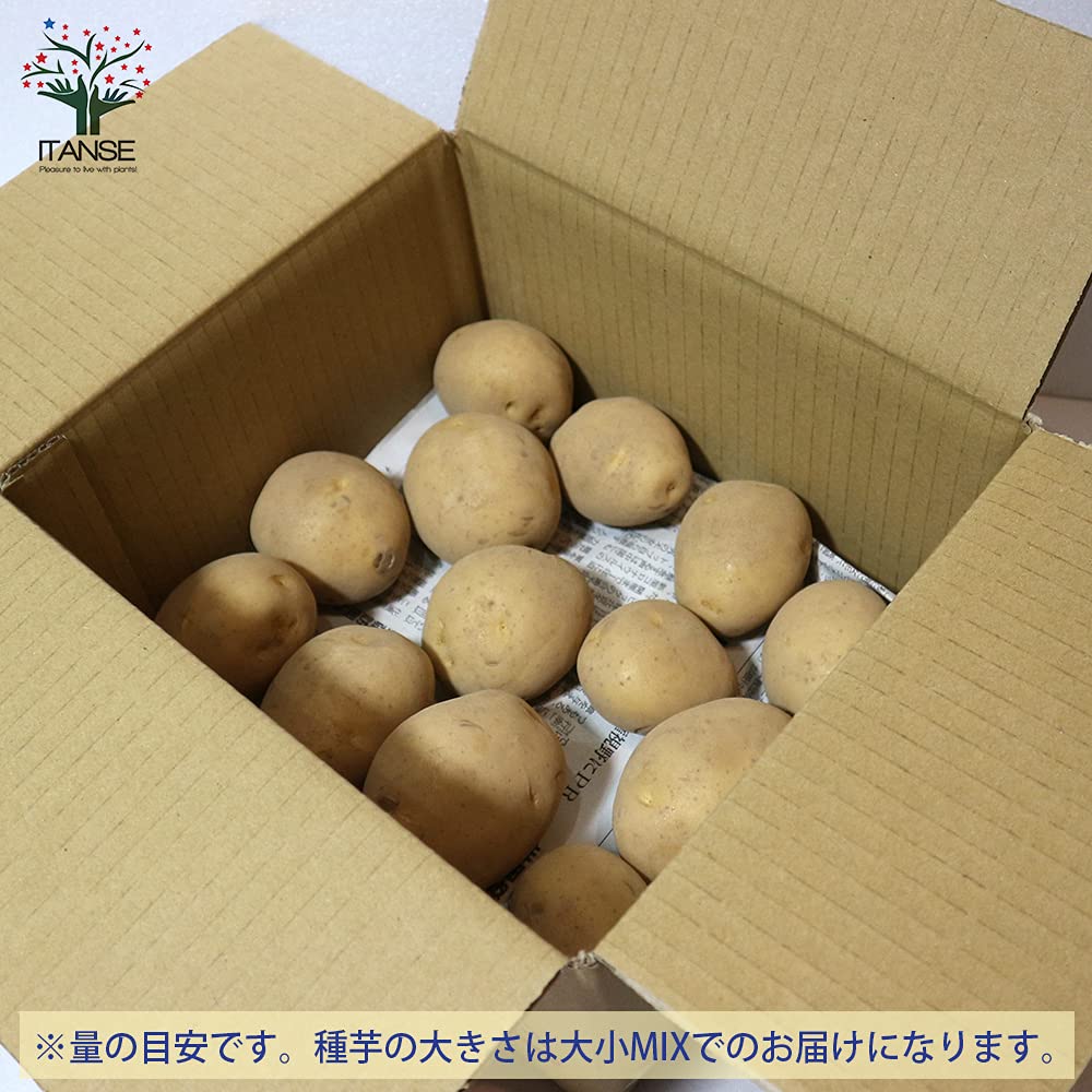 デジマ　種芋　20キロ Amazon.co.jp: ITANSE 秋植えじゃがいもの種芋 品種
