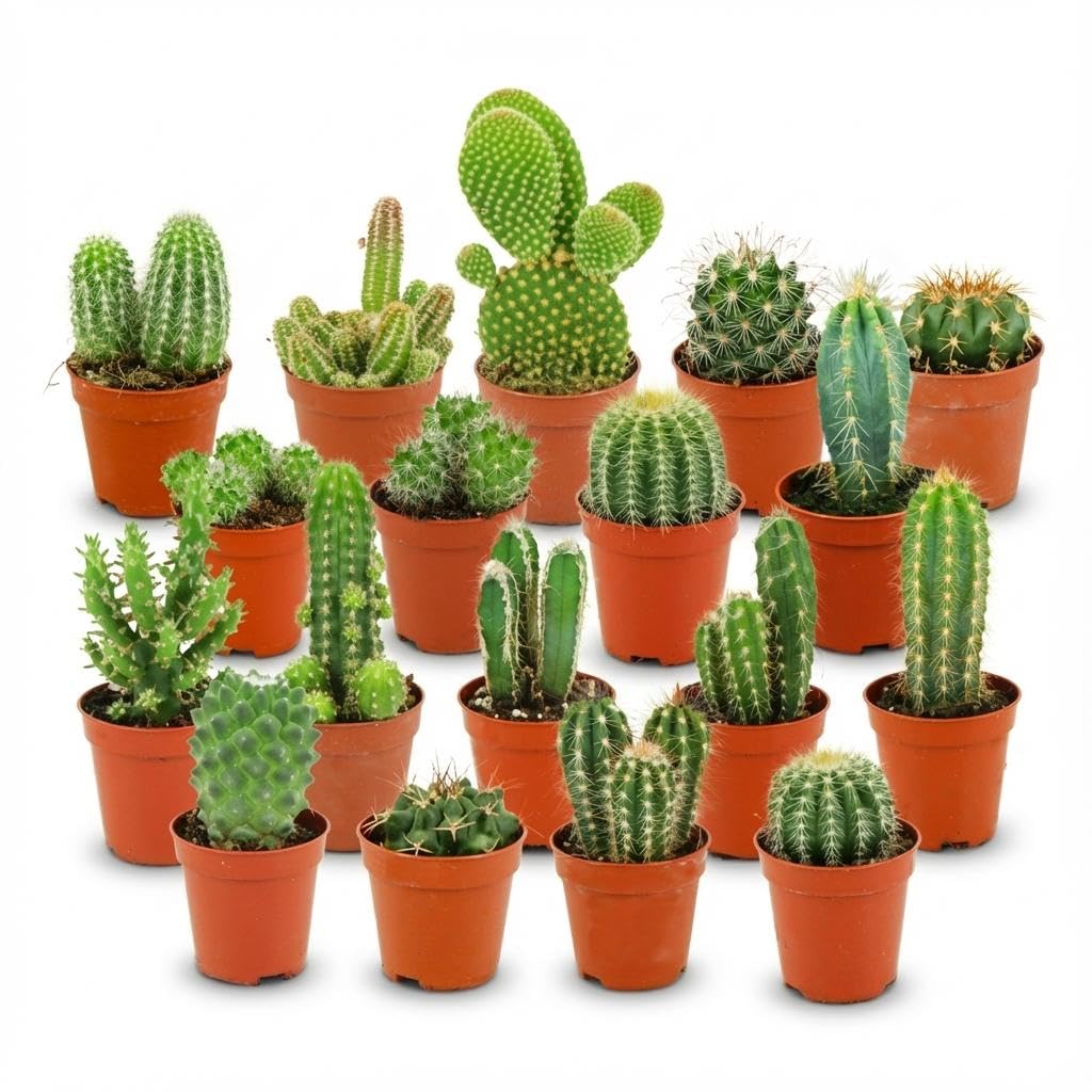 Set Mini Cactus, Piante Grasse da Interno, 18 Pezzi, Ø 5.5 cm