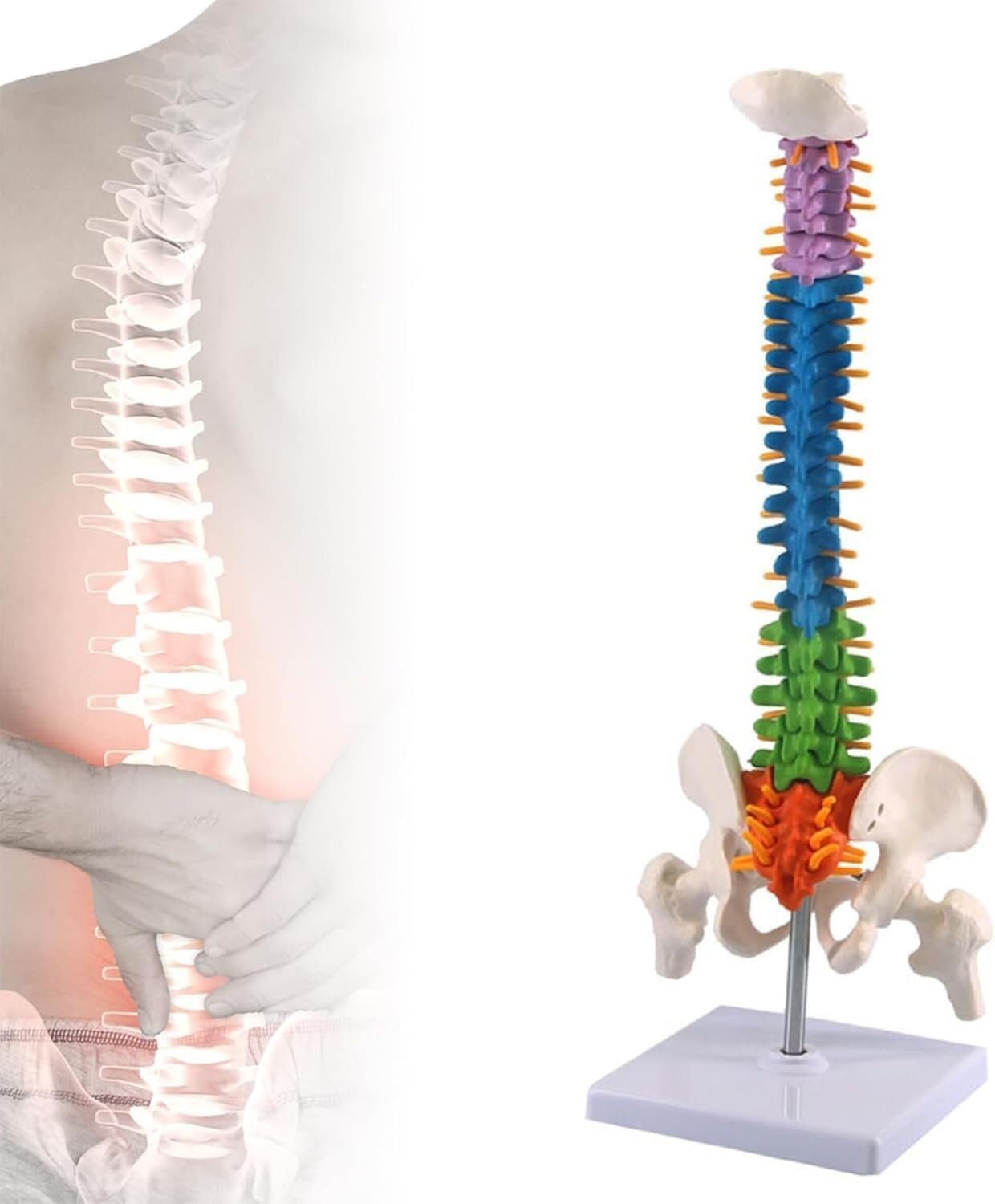 Anatomical Human Skeleton Spine Model, Human Spine Model with Pelvis and Femur Removable for Bone Anatomy