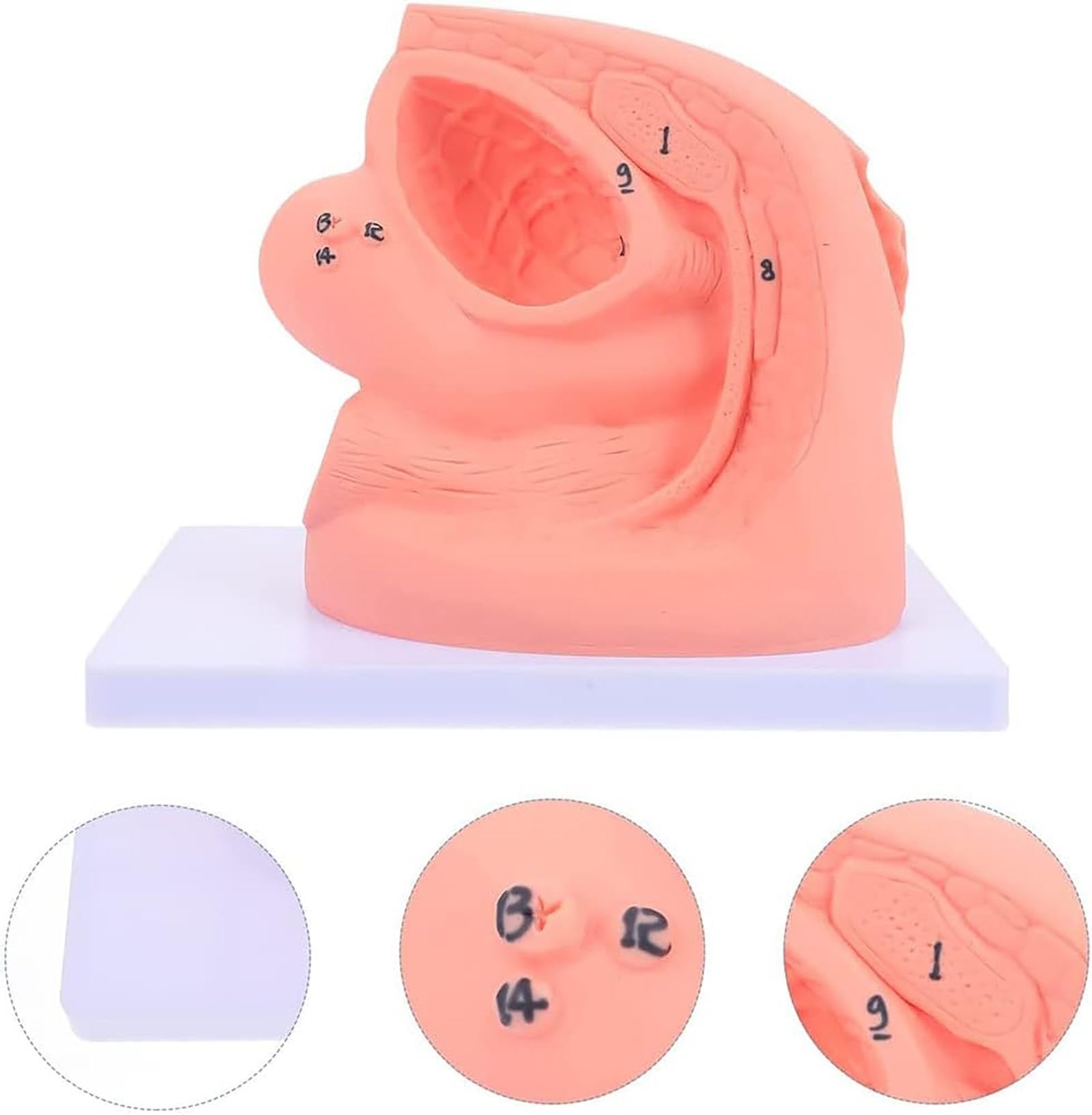 Modèle Cathétérisme, Ensemble D'enseignement L'anatomie du Cathéter Féminin, Modèle D'organe Reproducteur Interne Externe Moule Cathéter Urinaire