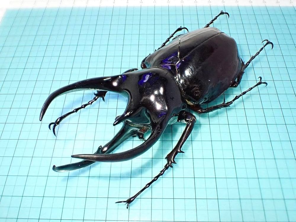 玲*華様 コーカサスオオカブト標本 Amazon.co.jp: 標本コーカサスオオカブト マレーシア産 109.3ミリ 野外