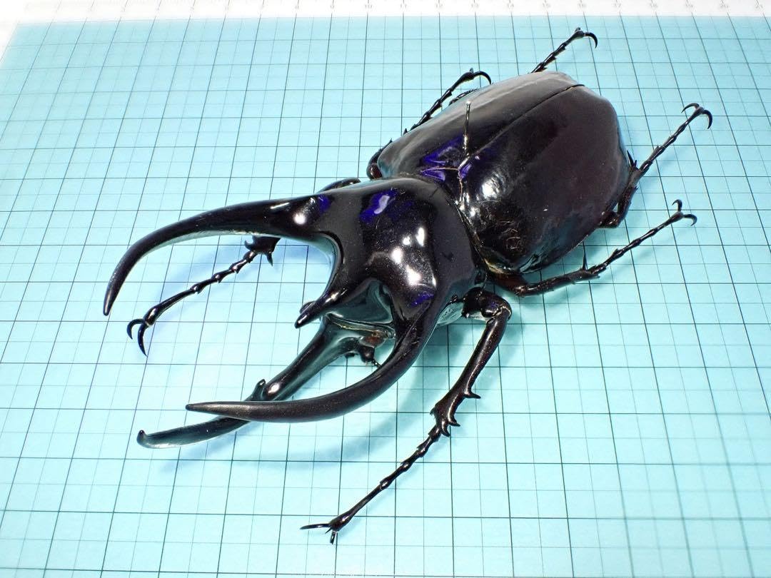 特大コーカサスオオカブト標本（訳あり品） 特大コーカサスオオカブト標本（訳あり品） - メルカリ
