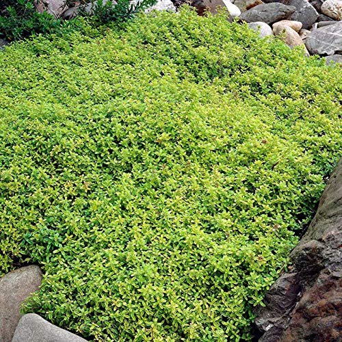 500 Stück Rock Cress Seeds Leicht zu züchten Bodendecker Blume Mehrfarbige Grünlandpflanzensamen für Rasen - Blau – Bild 8