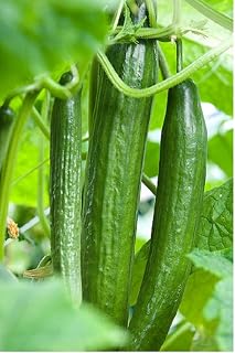 Premier Seeds Direct - VEGETABLE CUCUMBER CARMEN F1 (GREENHOUSE) 5 SEEDS ALL FEMALE