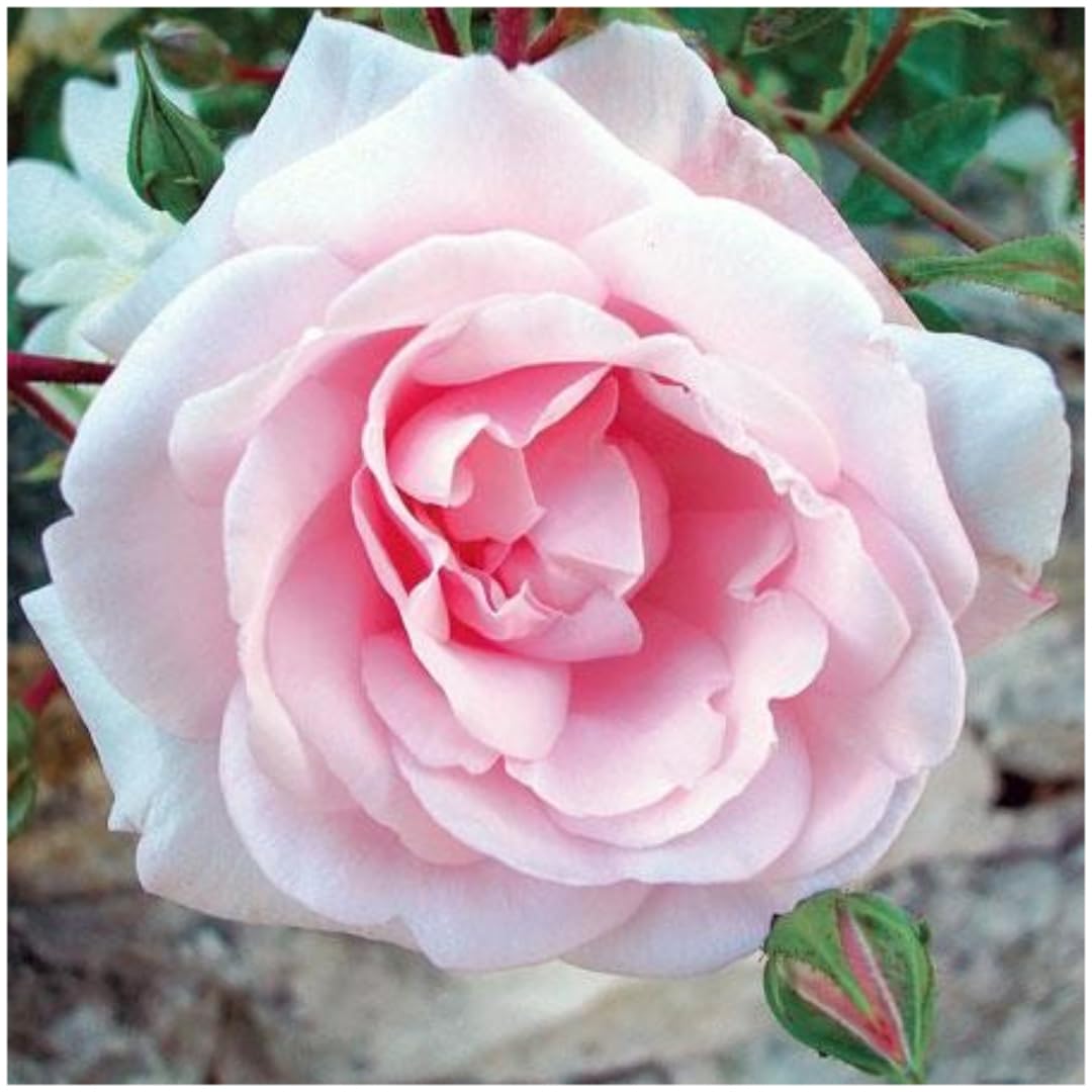 Pink New Dawn Climbing Rose