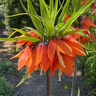 15 pcs Fritillaria Imperialis Bulbs Ornamental Countyard Garden Home Fritillaria Bulbs Easy to Survive Fragrant Petals Bright Eye-Catching Exotic Indoor Plant for Home Garden Planting