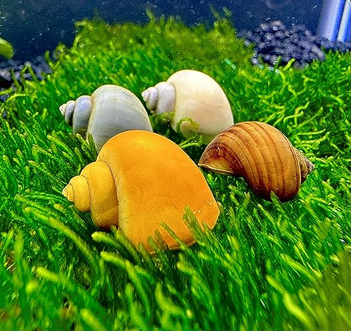 AquaticMotiv Mystery Snails 3 Pack (Pomacea Bridgesii) Large Mix Colors - Live Aquarium Freshwater...