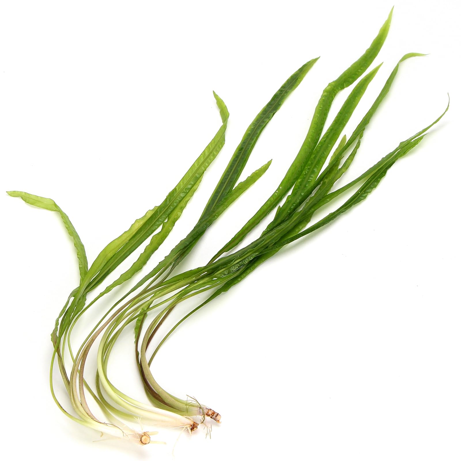K2AQUA 3 XXL Cryptocoryne Balansae Live Aquarium Plants Long Rippled Leaves Root Feeder Easy Care Midground Background Low Light Freshwater Tropical