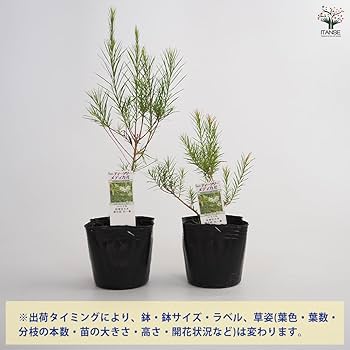 Amazon.co.jp: ITANSE メラレウカ メディカルティーツリー