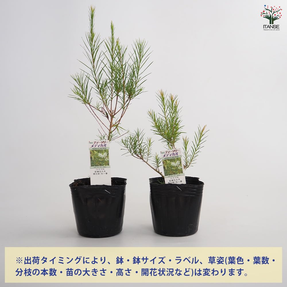 【高さ160㎝前後‼️】メラレウカ　メディカルティーツリー ティーツリー　苗 Amazon.co.jp: ITANSE メラレウカ メディカルティーツリー 3号 1