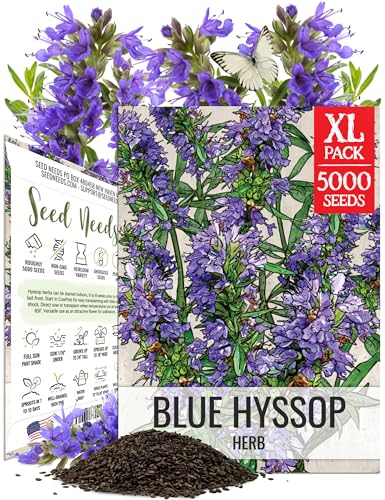 Seed Needs Blue Hyssop Seeds to Plant Non-GMO & Heirloom Herbs XL Pack