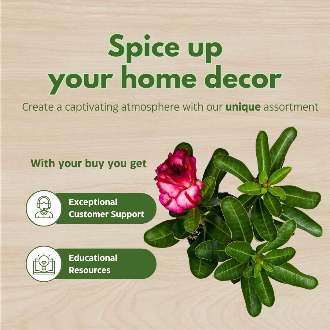 BubbleBlooms Desert Rose Smokey Make Up 5 inch Pot Red White Pink Flower with Black Stripes Variegated Exotic Rare