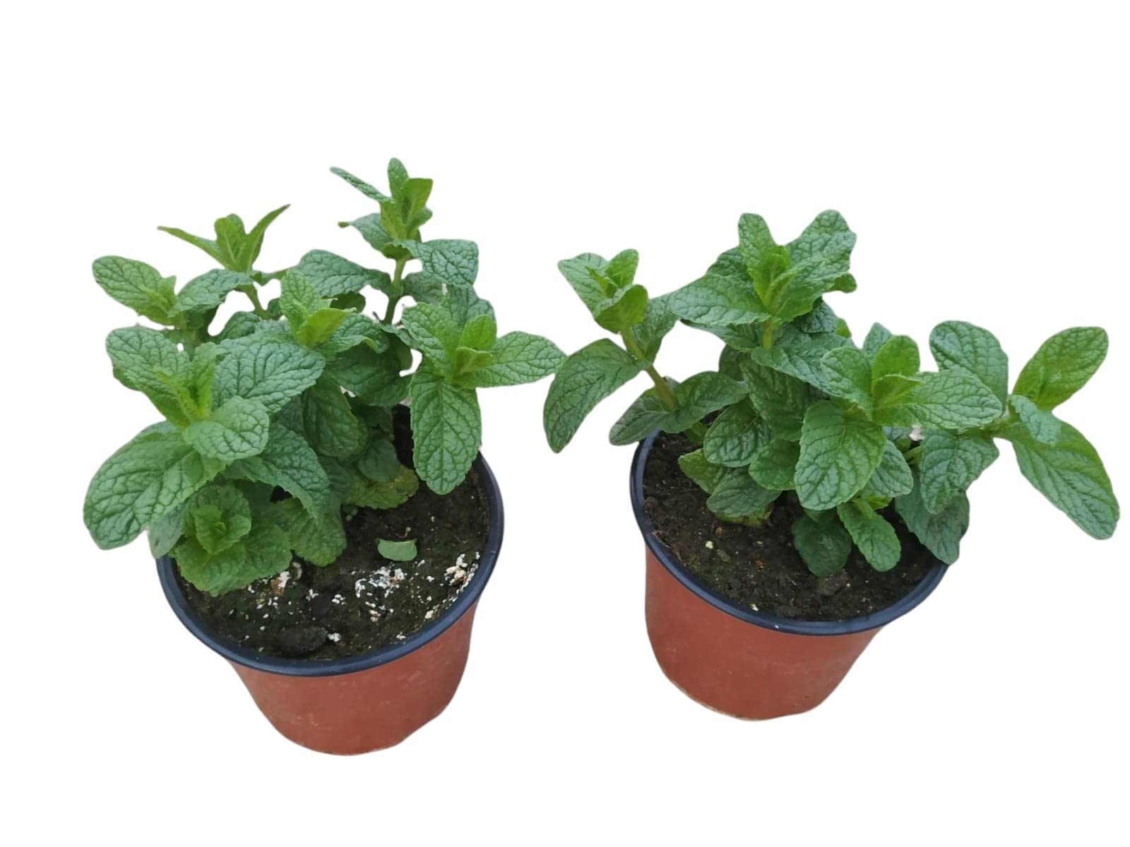Plantas de Hierbabuena - Pack de 2 Unidades - Mentha - Plantas Aromáticas Naturales