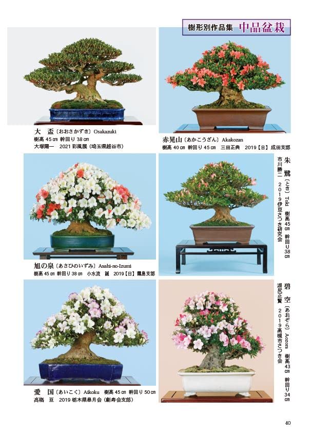 幸治はいらない！ 皐月盆栽 さつき盆栽 サツキ盆栽 幸治はいらない！ 皐月盆栽 さつき盆栽 サツキ盆栽 幸治は