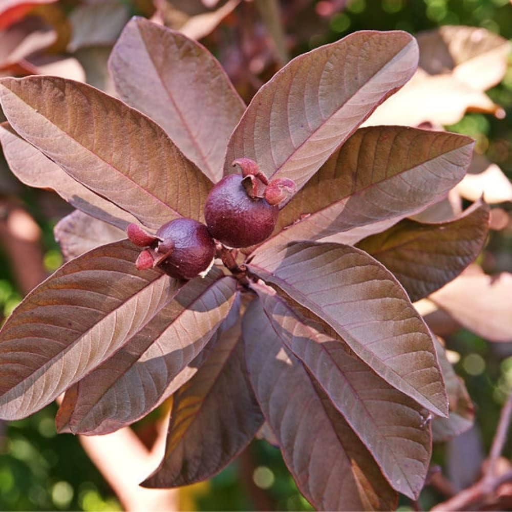 Red diamond guava grafted plant,plant for diamond red grafted guava (Pack of 1) (B0CRVQNB56) Amazon Price History, Amazon Price Tracker