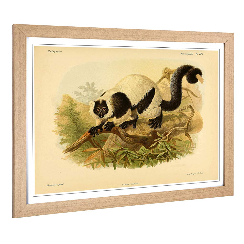 Big Box Art Framed Print of Vintage J.G. Keulemans Black & White Ruffed Lemur Design | Wall Art Picture| Home Decor for Kitchen, Living Room, Bedroom, Hallway, Oak, A2 / 24.5x18 Inch / 62x45cm