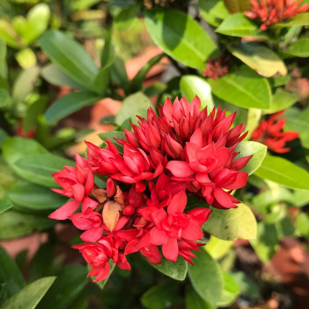 Live Red Colour Double Petal Rangan Ixora Flowear Plant Good