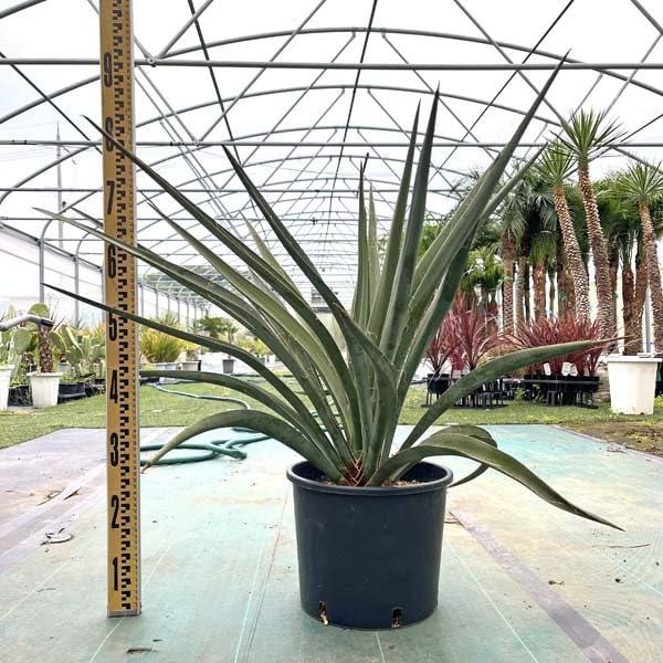 ディクソニア アルタルクティカ ドライガーデン シンボルツリー アガベ