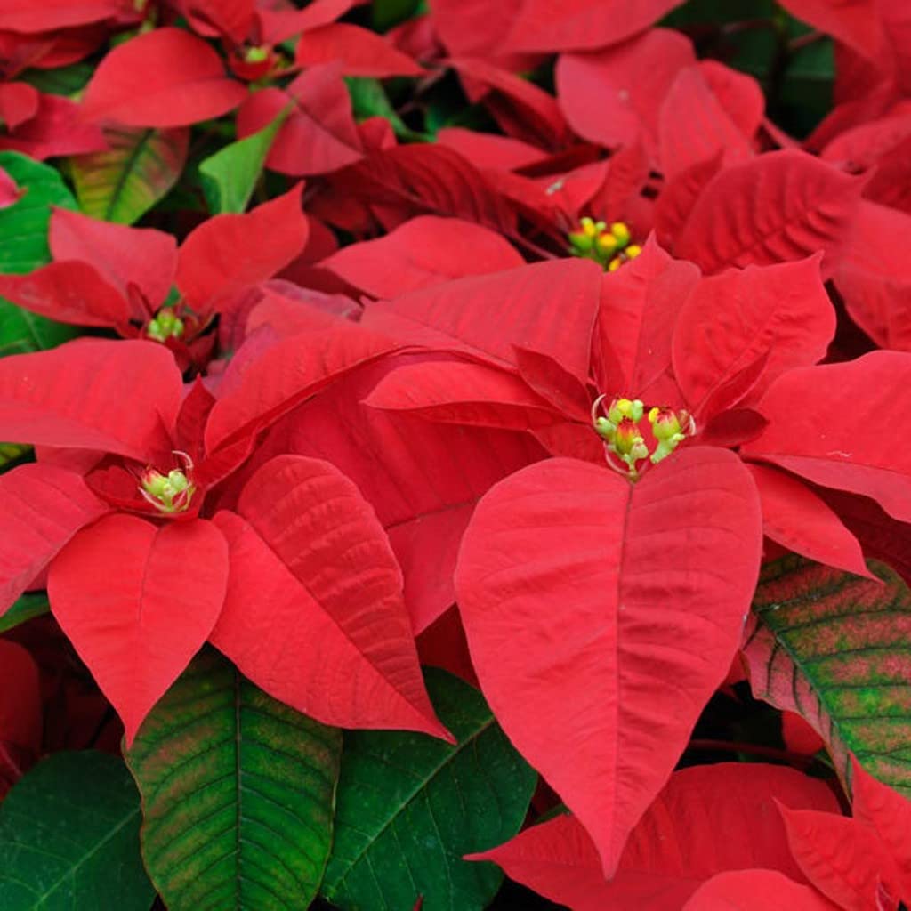 OhhSome Poinsettia - Red (Euphorbia Pulcherrima) Natural Indoor Plant Plants Decorative (Healthy Live Plant) (B09SDDZ223) Amazon Price History, Amazon Price Tracker