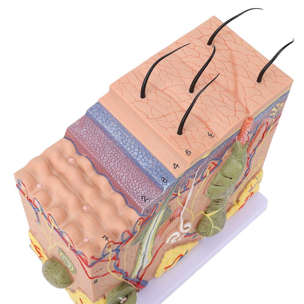 Modello allargato della pelle 50 volte ingrandito tridimensionale anatomico della pelle umana anatomia biologia strumenti didattici scienza forniture di laboratorio