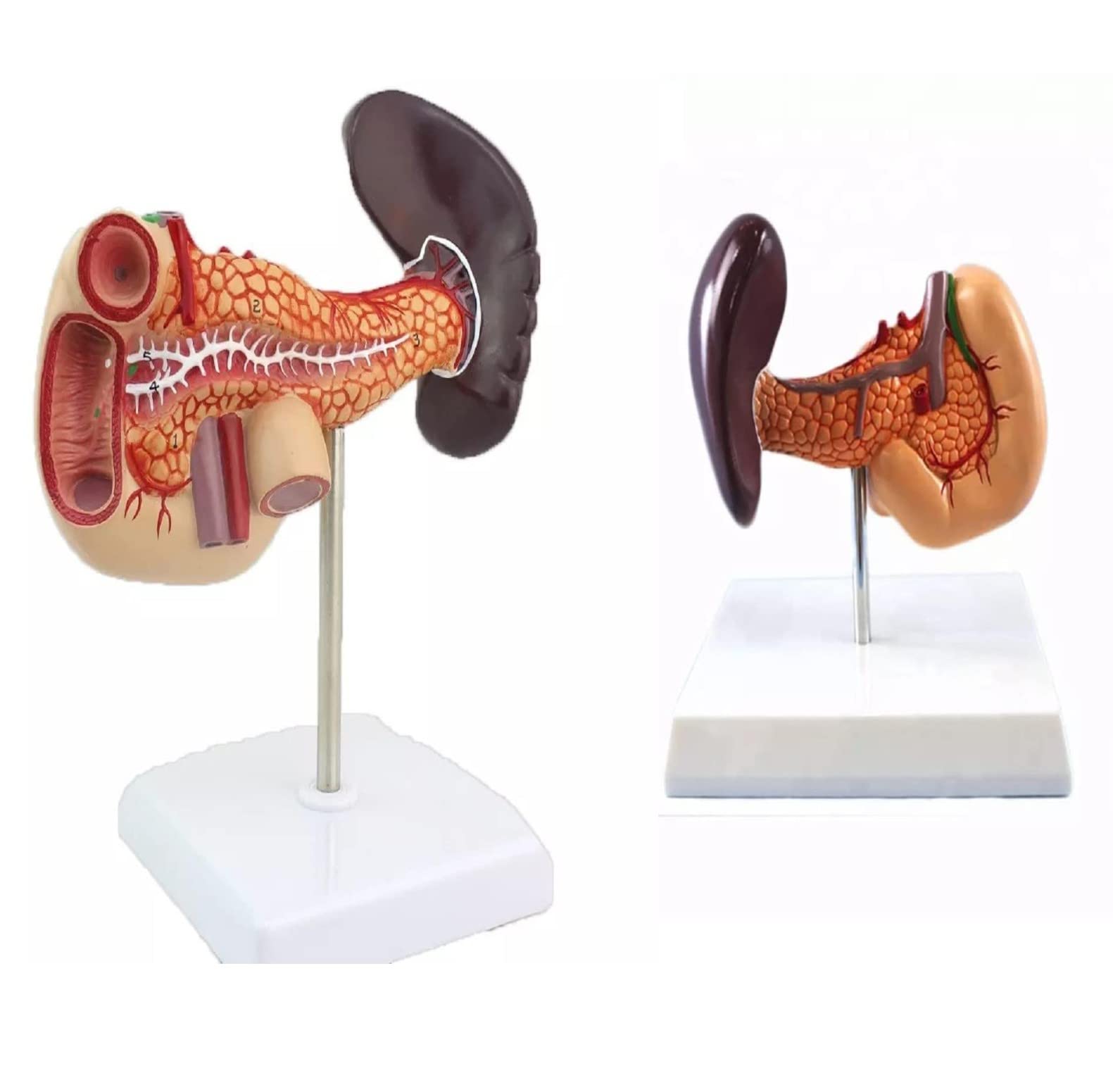 PAUL SCIENTIFIC Human Pancreas, Duodenum and Spleen anatomy model (B09JZBR8XB) Amazon Price History, Amazon Price Tracker