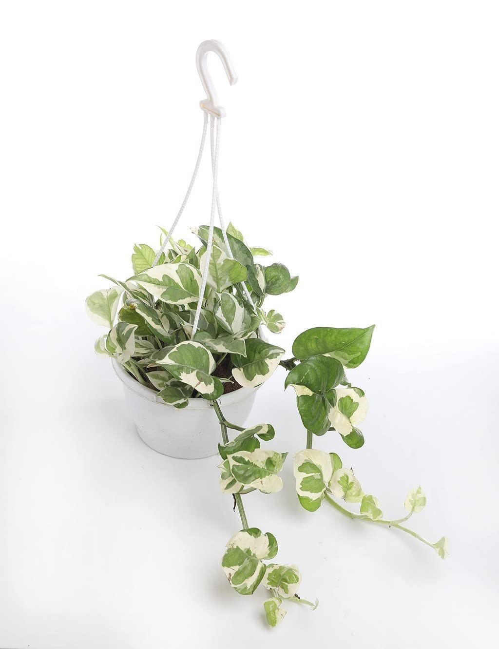 OhhSome Exotic Plant Scindapsus Hanging, 17 Cm Pot(6 Inch) (Money Plant/Pothos) Foliage For Indoor With Pot (Home Gardening Healthy Live Plant)