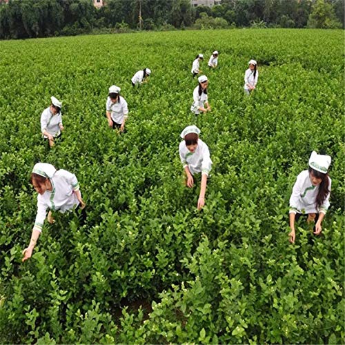 250g Chá de Jasmim Orgânico Chinês Herbal Alimentos Naturais Chá Verde Flor Chá