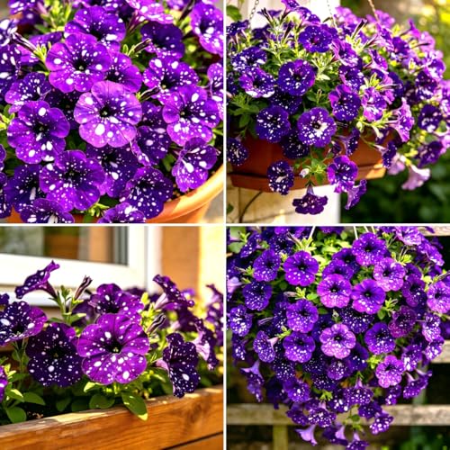 CarpetC 500+ Starry Sky Petunia Seeds for Planting - Galaxy Annual with Purple & White Speckled Blooms Trailing Plant for Hanging Baskets & Containers