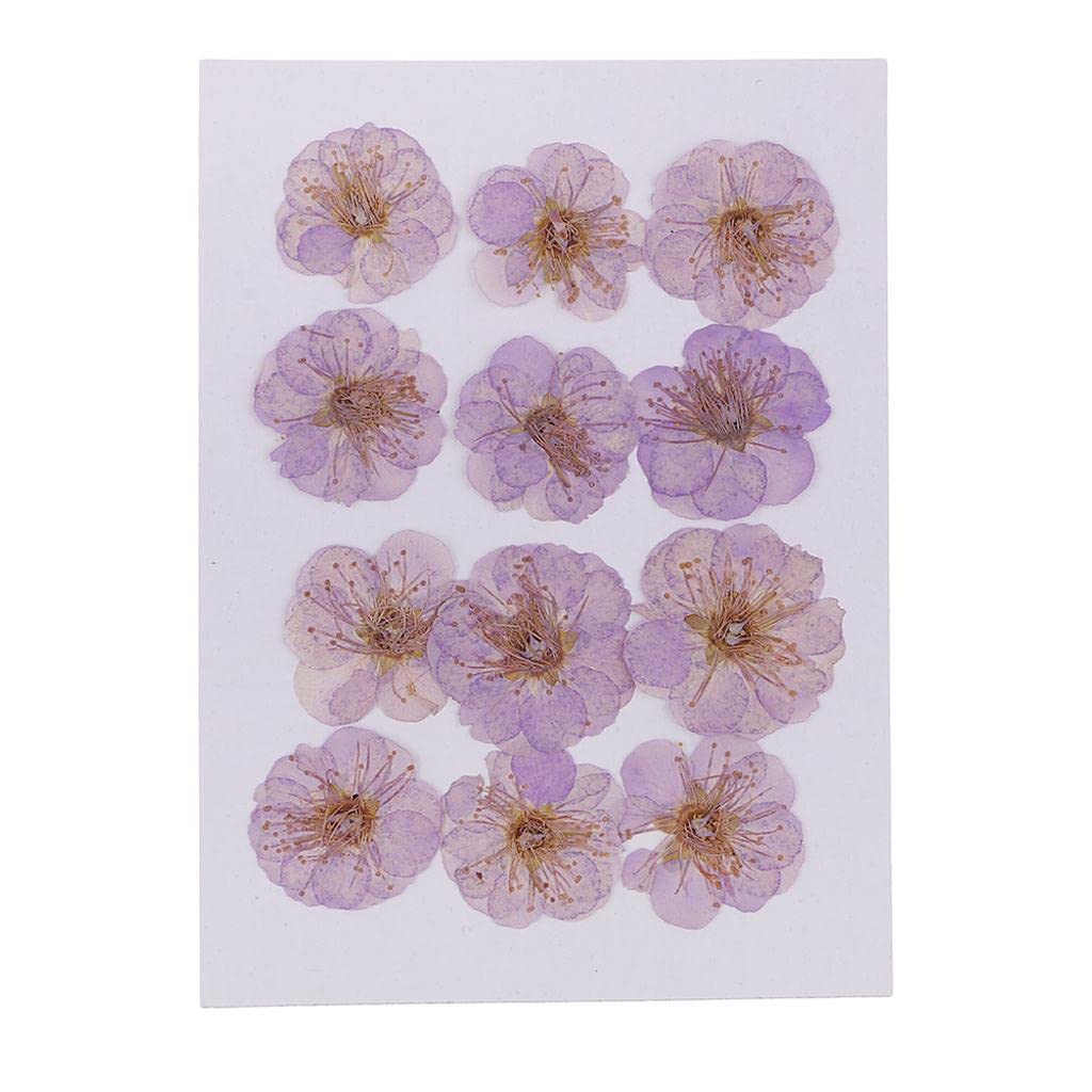 MYADDICTION 12 Pieces Real Pressed Dried Flowers Plum Blossom for Art Craft Light Purple Crafts | Home Arts & Crafts | Floral Crafts | Dried Botanicals & Potpourri | Dried Flowers-image-3