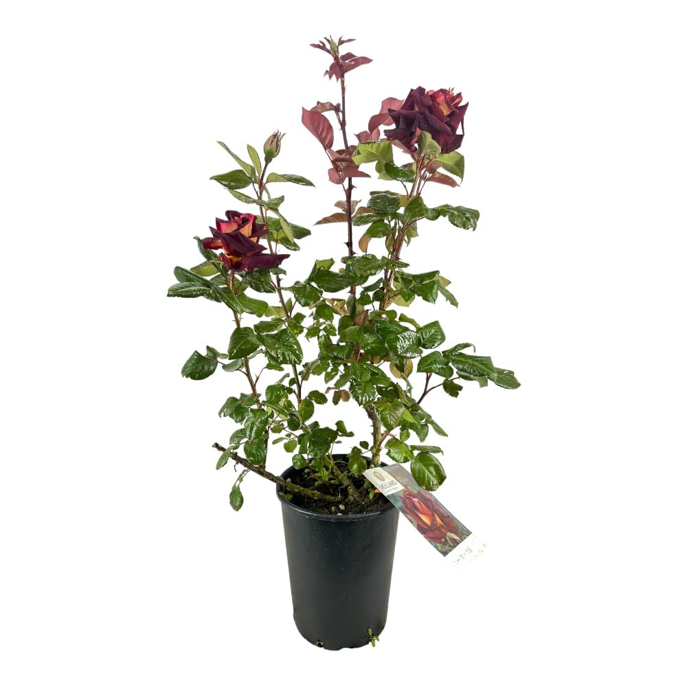 Rosa Brevettata Eddy Mitchell® Meilland Pianta Rifiorente Rosso Giallo Oro per Esterni Vaso 19 cm