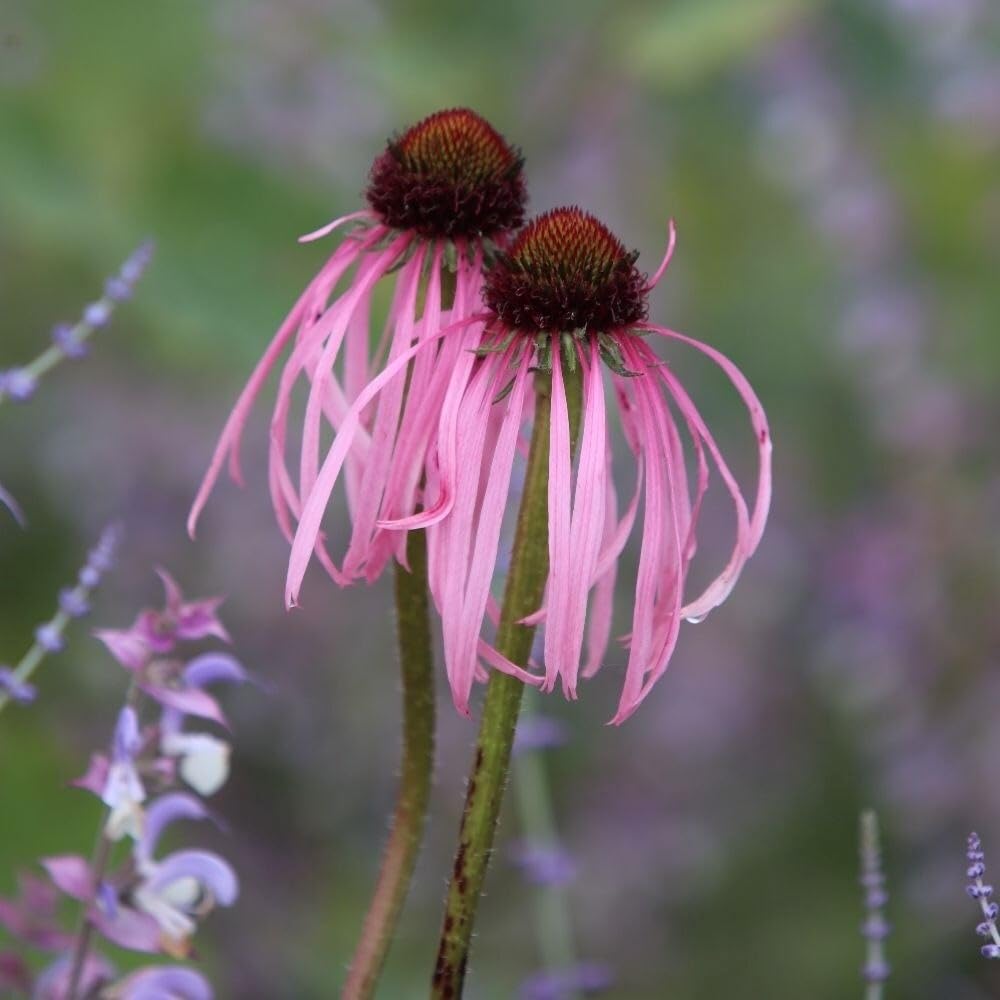 Plant Theory 9cm Pot Echinacea Pallida Coneflower Perennial
