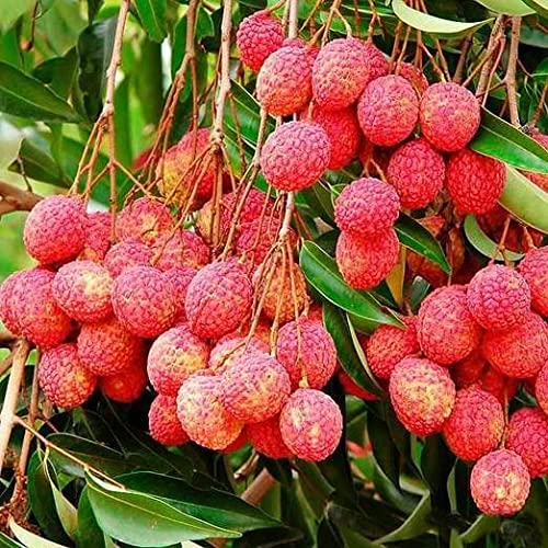 Mphmi Plants Litchi Tree (Grown Through Seeds) - Plant (B09LMG2L16) Amazon Price History, Amazon Price Tracker
