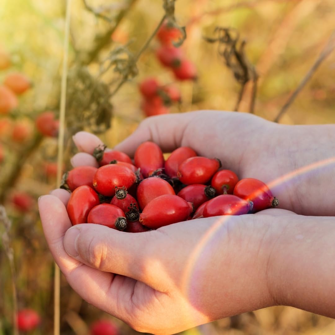 Alpi Nature Proszek z Owoców Dzikiej Róży 500g, Suszone i Mielone Owoce Dzikiej Róży