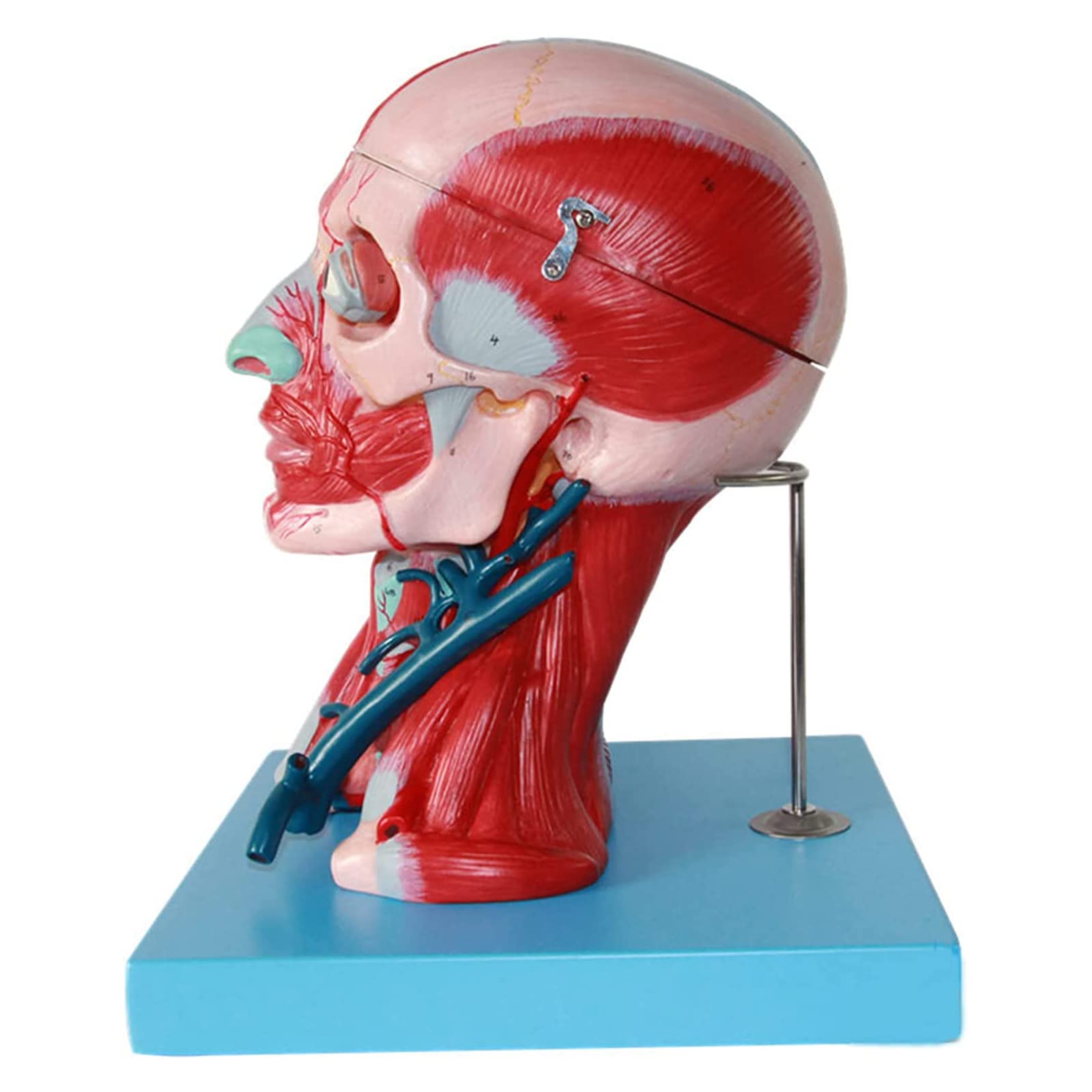 Modele dydaktyczne z zakresu biologii, Model anatomiczny mięśnia naczyniowego, nerwu głowy i twarzy do gabinetu lekarskiego – narzędzie edukacyjne