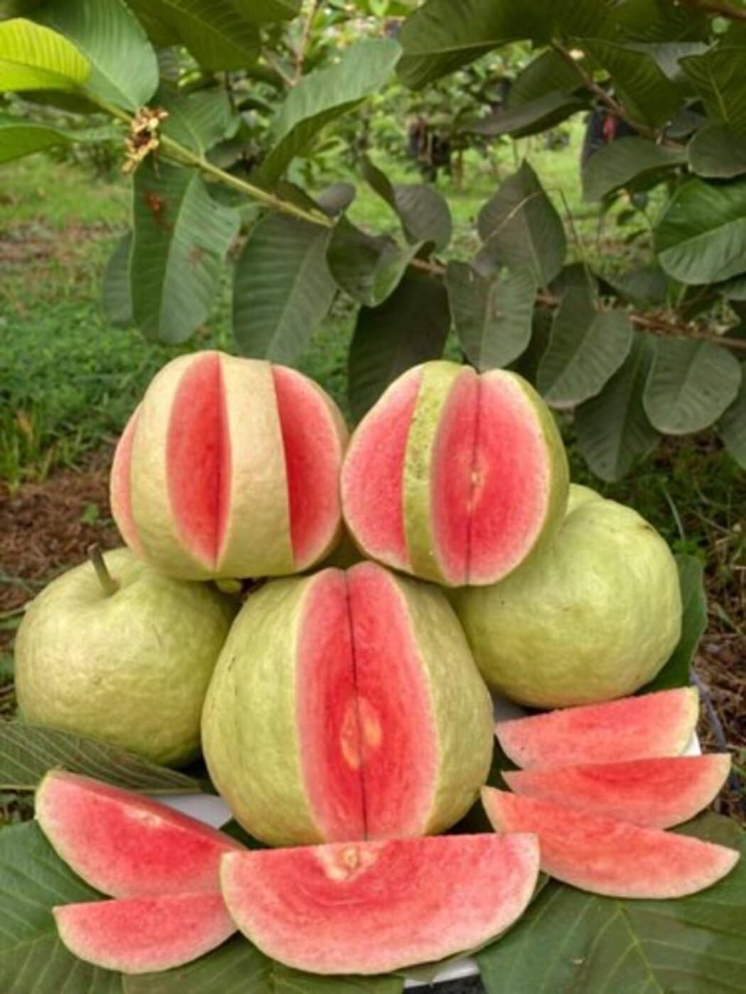 ONLINE PLANT BAZAR ALLTIME JAPANESE SEEDLESS RED DIAMOND GUAVA AMRUD FRUIT GRAFTED LIVE PLANT-R2 (B0CRBJRSC8) Amazon Price History, Amazon Price Tracker
