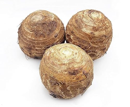 Fresh Taro Root, 4 Pounds