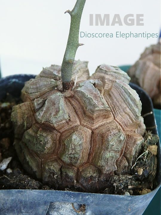 Amazon｜亀甲竜/キッコウリュウ（2.5号）コーデックス 多肉植物