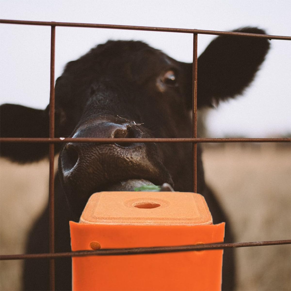 Artibetter Distributeur de Sel pour Moutons et Bétail 2 Pièces en Pe Épaissi, Support Robuste Cylindrique pour Bloc Minéral, pour Élevage Agricole Style Aléatoire