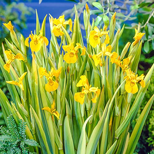 Amazon.com : Yellow Flag Iris "Iris Pseudacorus" -5 Bulbs : Patio, Lawn &  Garden