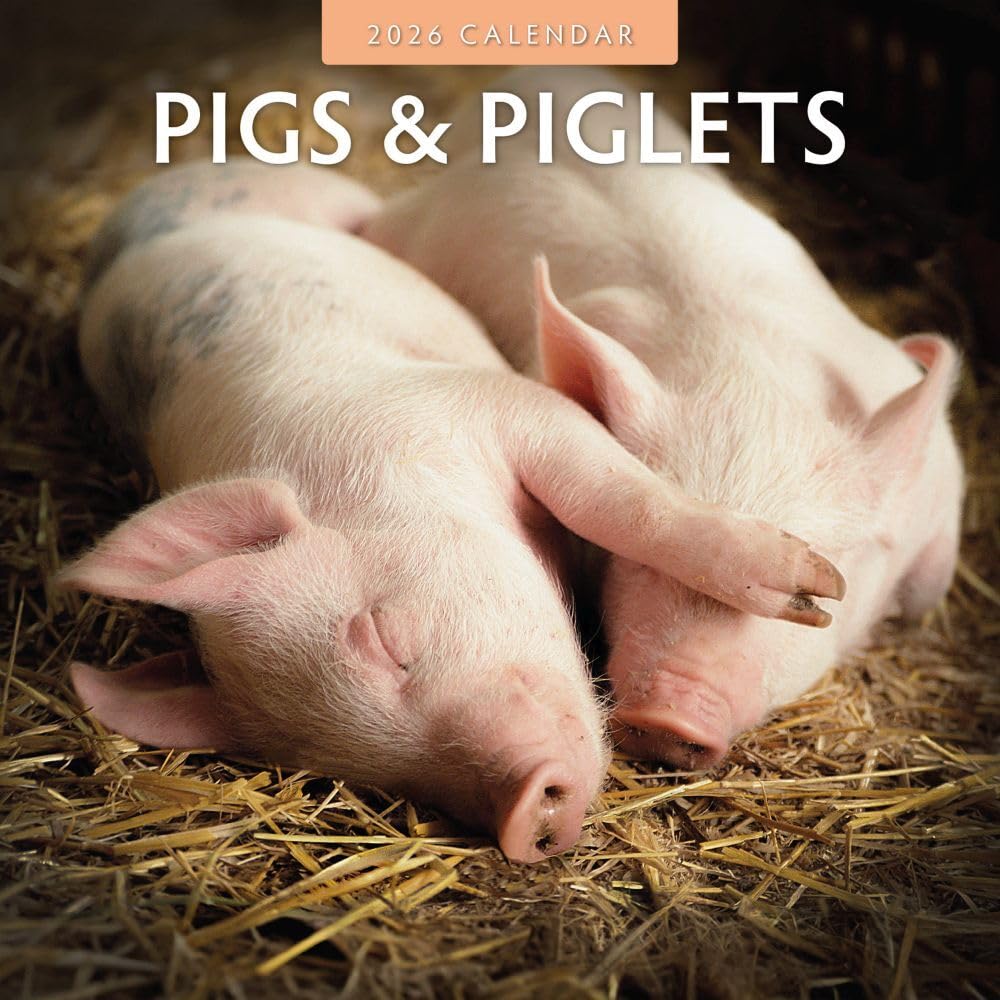 Red Robin 2026 Pigs & Piglets Monthly Wall Calendar | 12" x 24" Open | Premium Thick & Sturdy Paper | Hangable 12 Month Calendar | Lined Notes & To Do