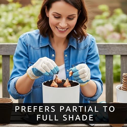 Miniatura 5 de Lily of The Valley - Bombillas para plantar  Impresionantes flores lloronas de campana blanca, bulbos frescos de leucojum para crecer  Fragancia