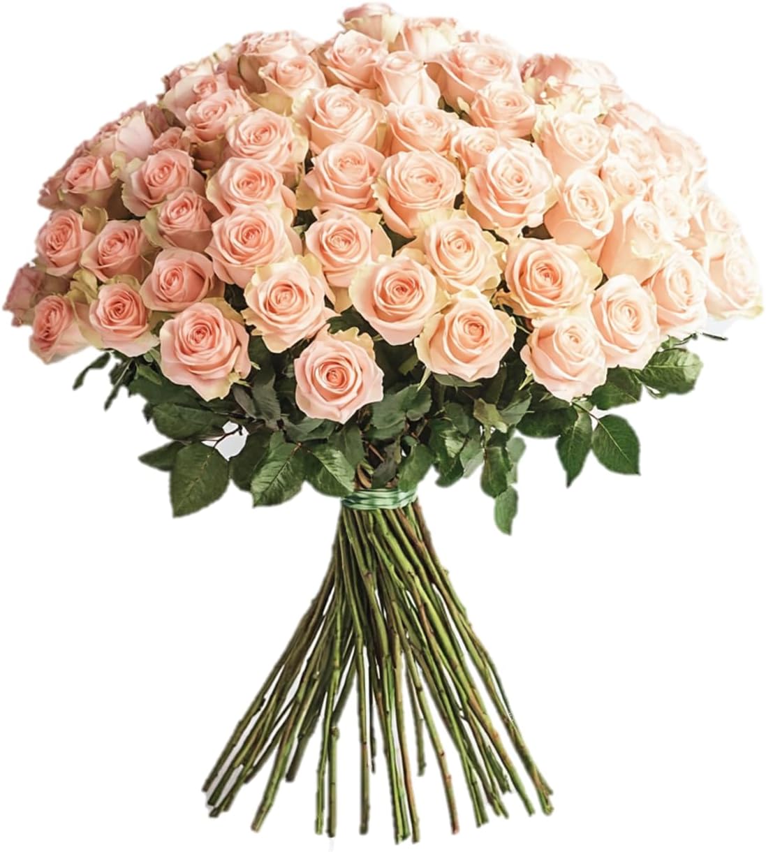 GlobalRose 50 Peach Roses Bouquet - Responsibly Sourced Roses Fresh Flowers - Hand-Picked Flowers Fresh Bouquet for Graduation, Anniversary, Birthday & Special Occasions (2 Bunches of 25 Stems)