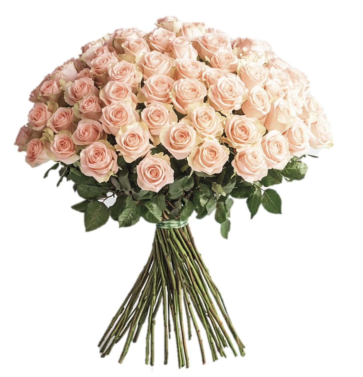 GlobalRose 50 Peach Roses Bouquet - Responsibly Sourced Roses Fresh Flowers - Hand-Picked Flowers Fresh Bouquet for Graduation, Anniversary, Birthday & Special Occasions (2 Bunches of 25 Stems)