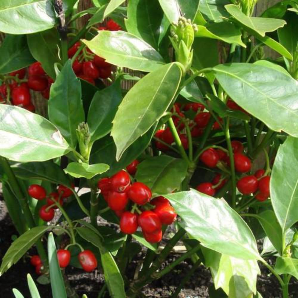 Aucuba Japonica 'Rozannie' – Lustrous Dark Green Foliage, Red-Purple Flowers, Bright Red Berries, Compact Japanese Laurel, 1X or 3X 9cm Pots by Thompson and Morgan