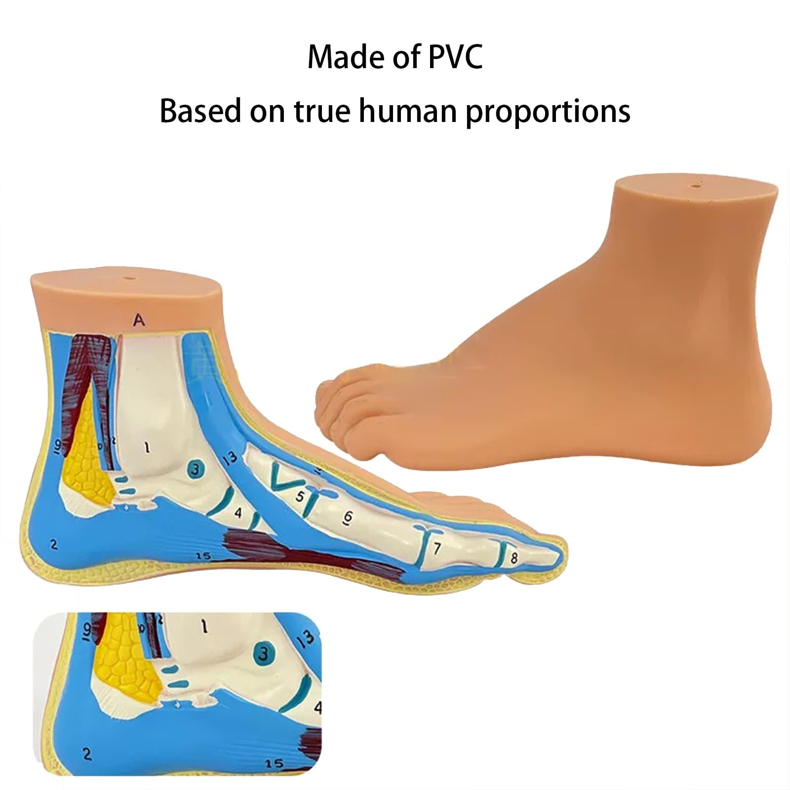 3-częściowy model stóp, modele anatomiczne patologii stóp człowieka, w tym stopy płaskostopie, stopy z wysokim podbiciem i stopy normalne, materiał PVC do szkoły i edukacji