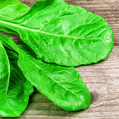 Spinach Seeds - Winter Giant - 4 g Packet ~300 Seeds - Spinacia o...