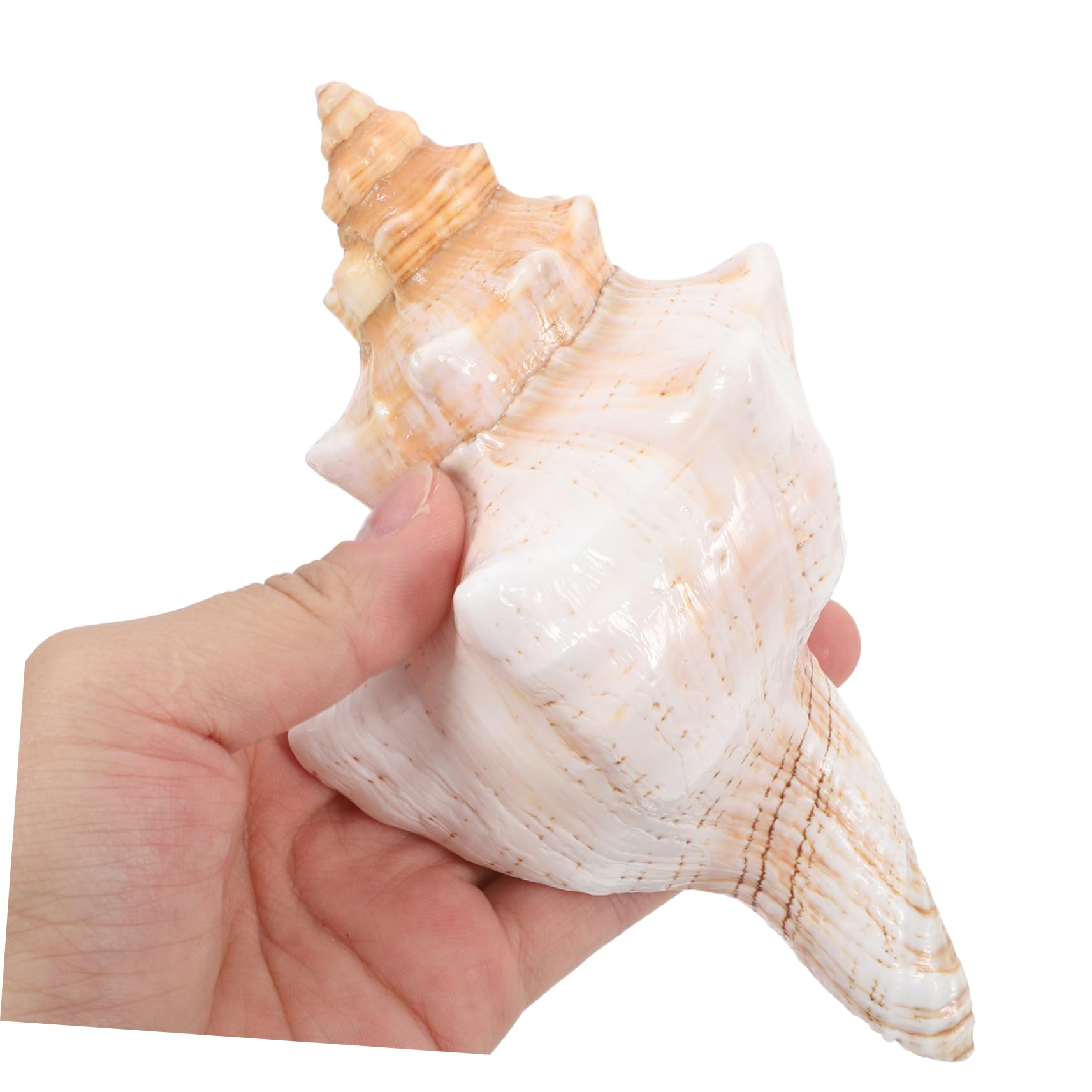 Amazon.co.jp: PENIKOKO 特大天然巻き貝標本 は 独特な写真撮影用